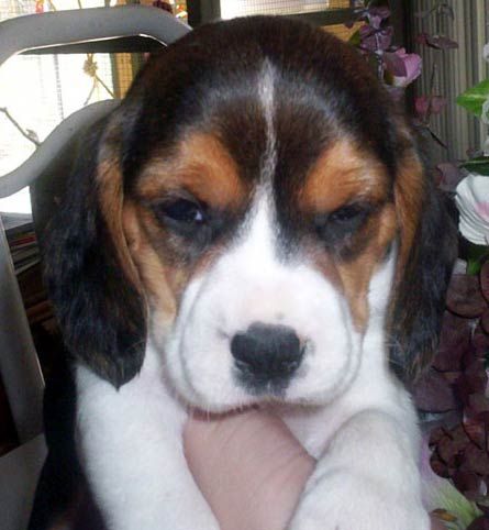 beagle141.jpg