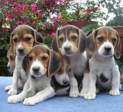 beagle201.jpg